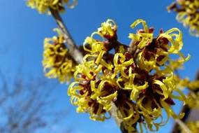 Witch hazel flowers